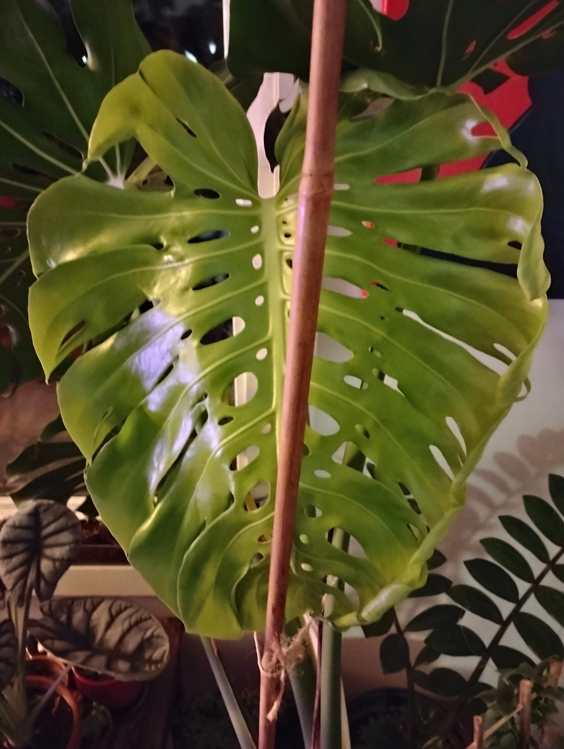 Canada’s Criminal Clowns for Crown:  Treasonous Traitors Since 1867 – Meet John Wyatt and Conan MacIntyre, John Hooligan Society of Sociopaths