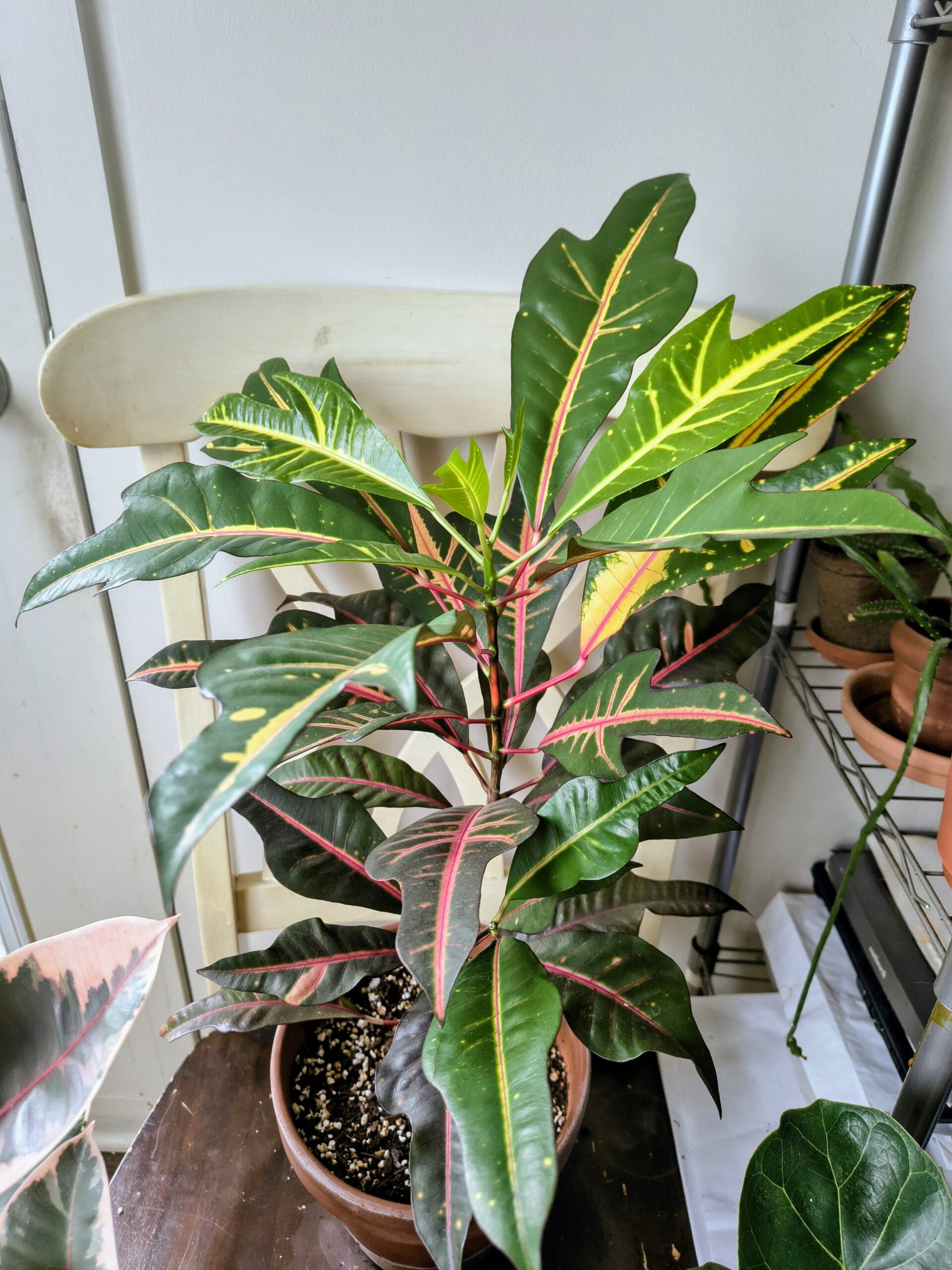 Croton Petra