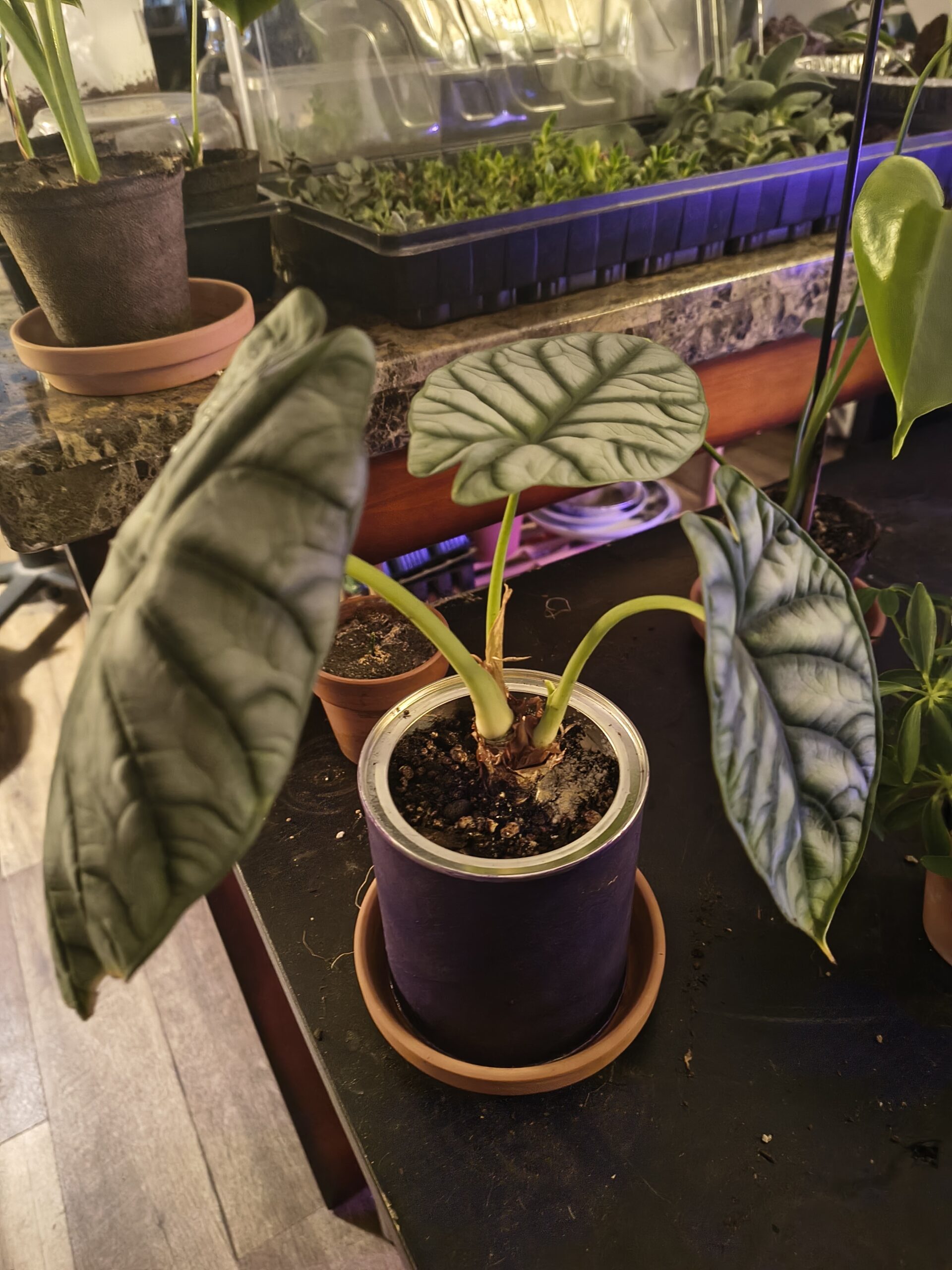Alocasia Silver Dragon