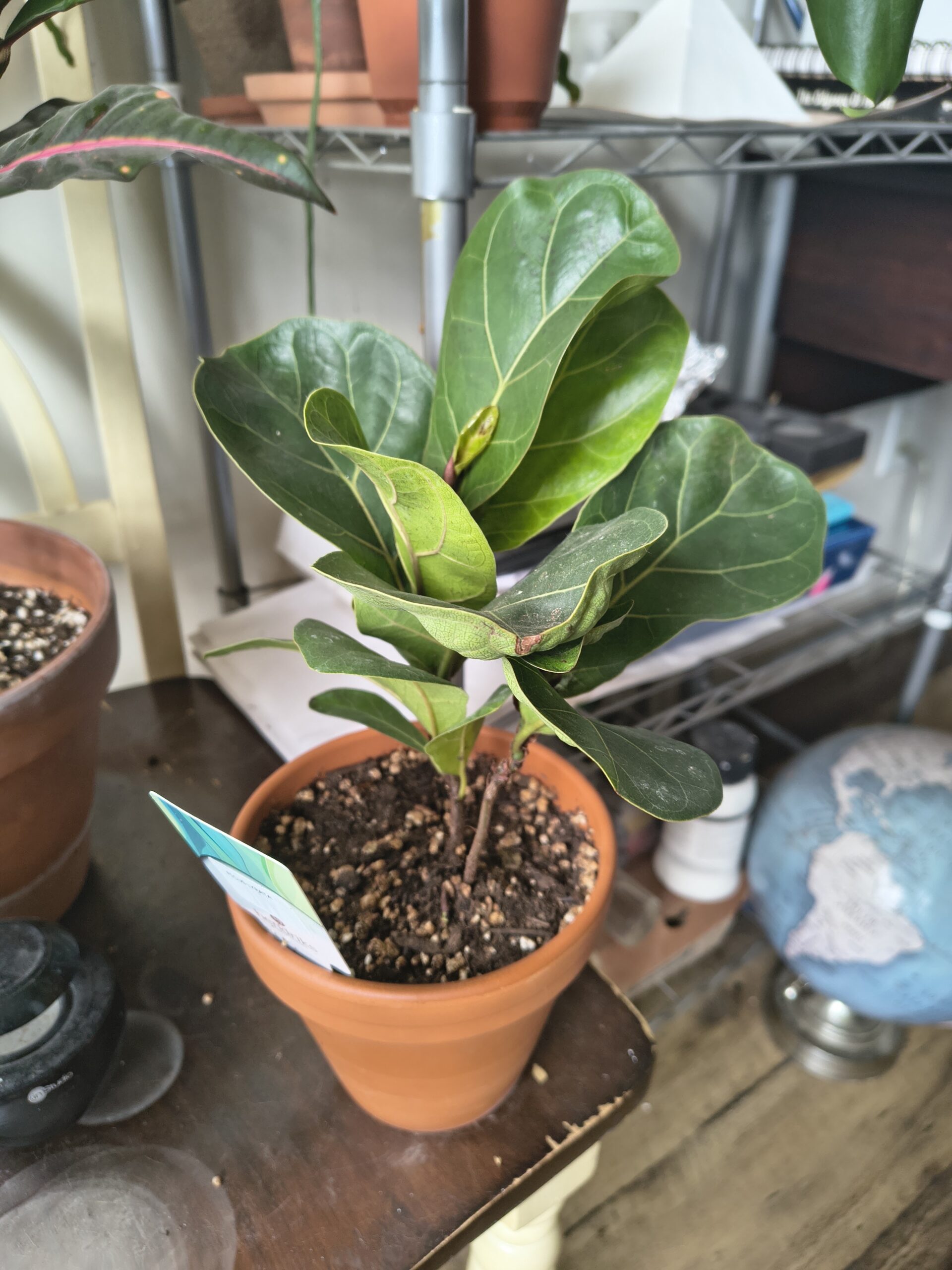 Ficus Elastica Lyrata, Fiddle Leaf