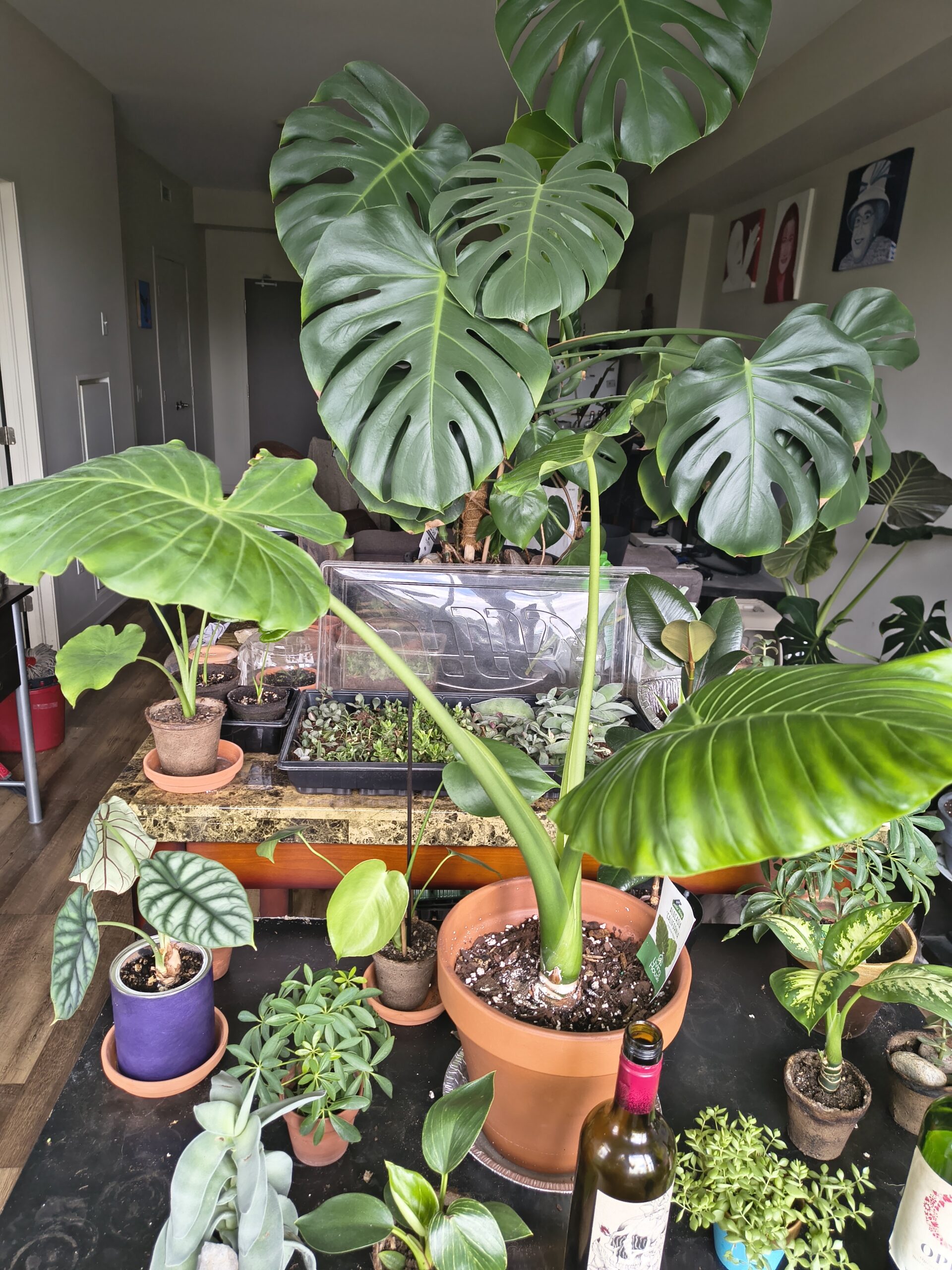 Alocasia California