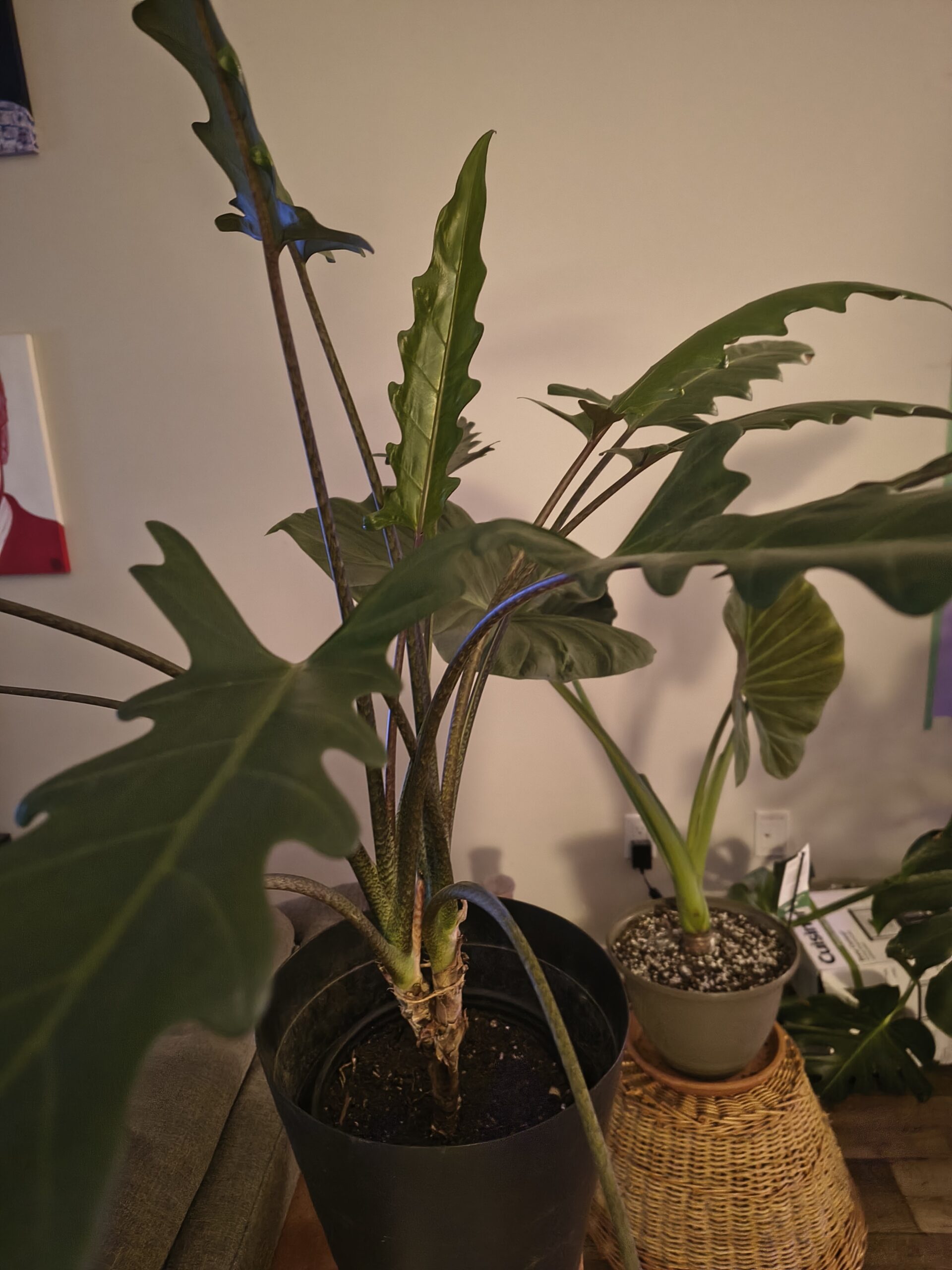 Alocasia Purple Sword