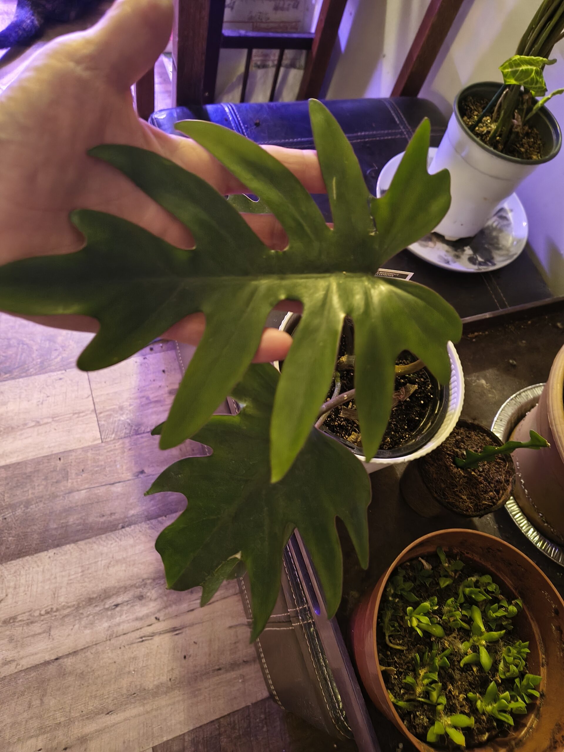 Philodendron Mayoi