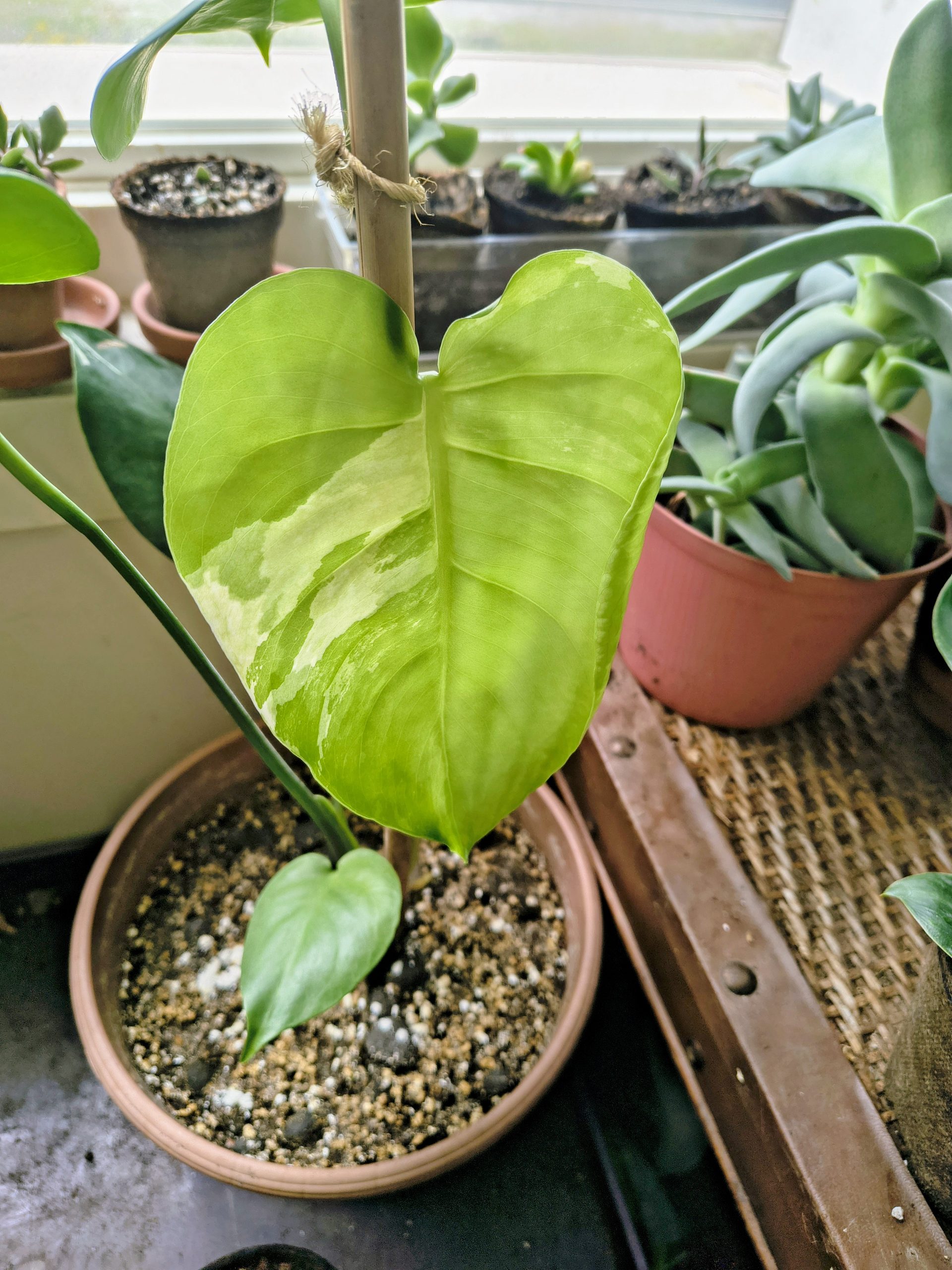 Monstera Deliciousa ‘White Magic’