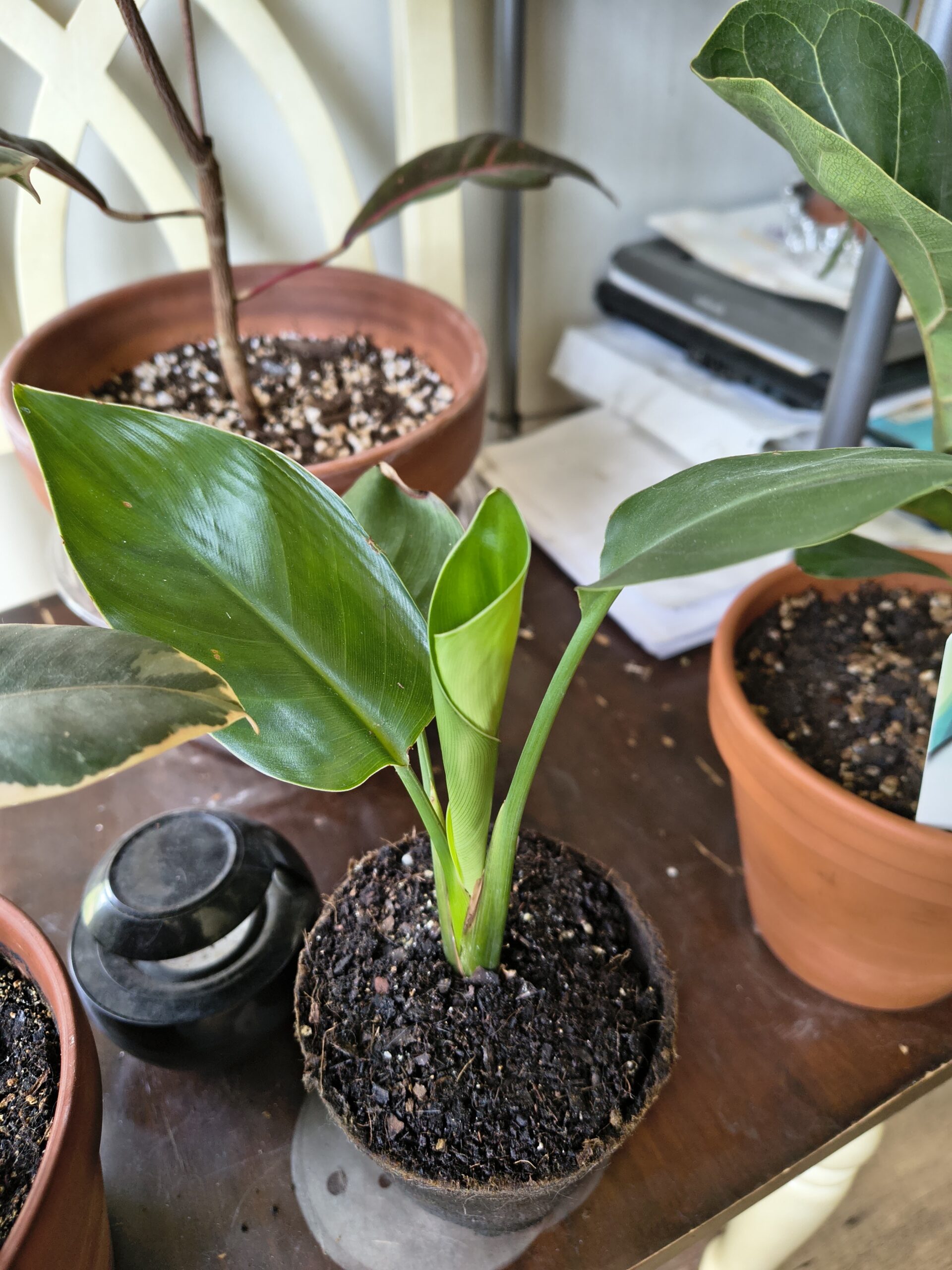 Strelitzia Reginae, Bird of Paradise