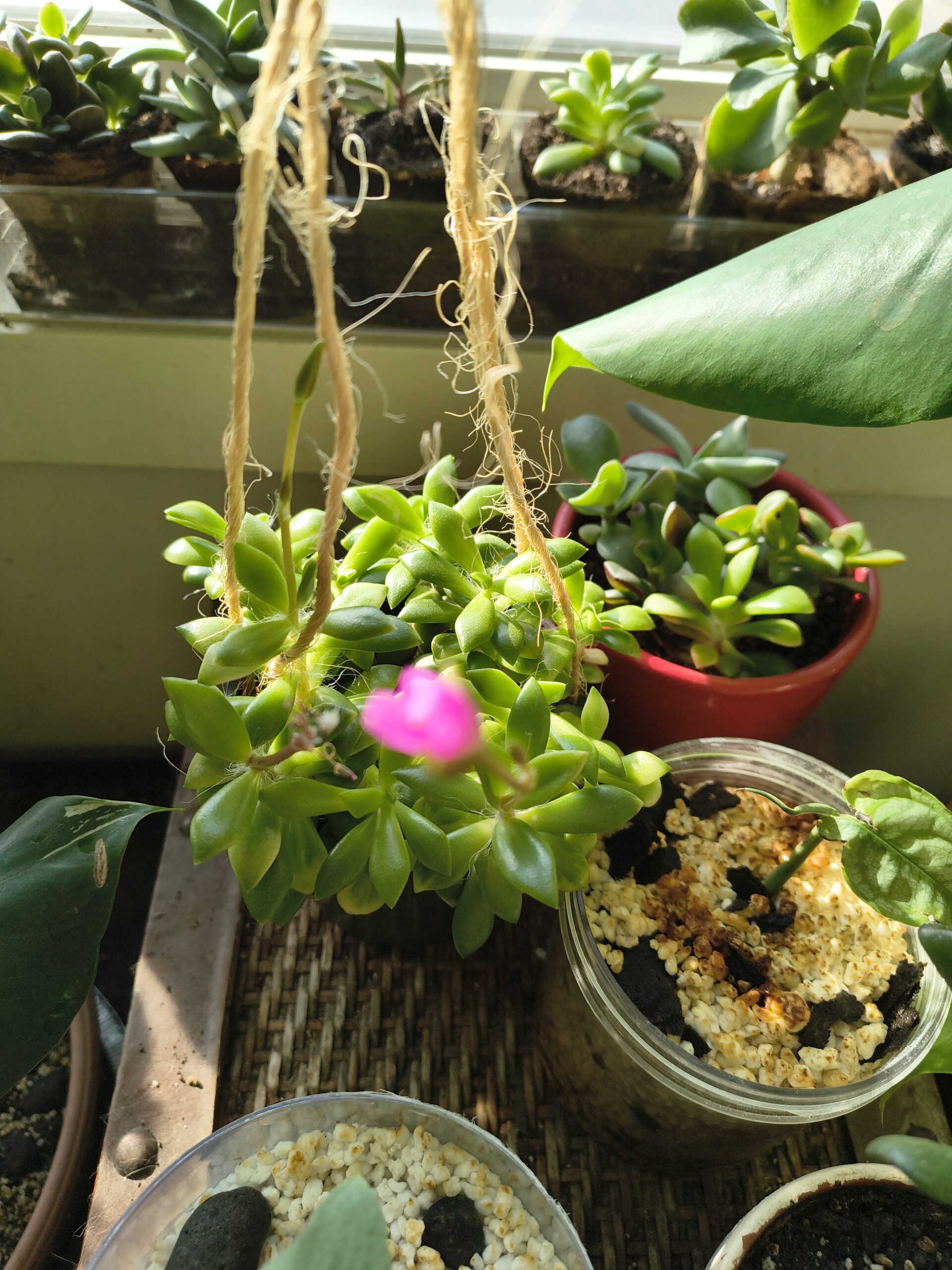 Anacampseros Variegata, Sand Rose