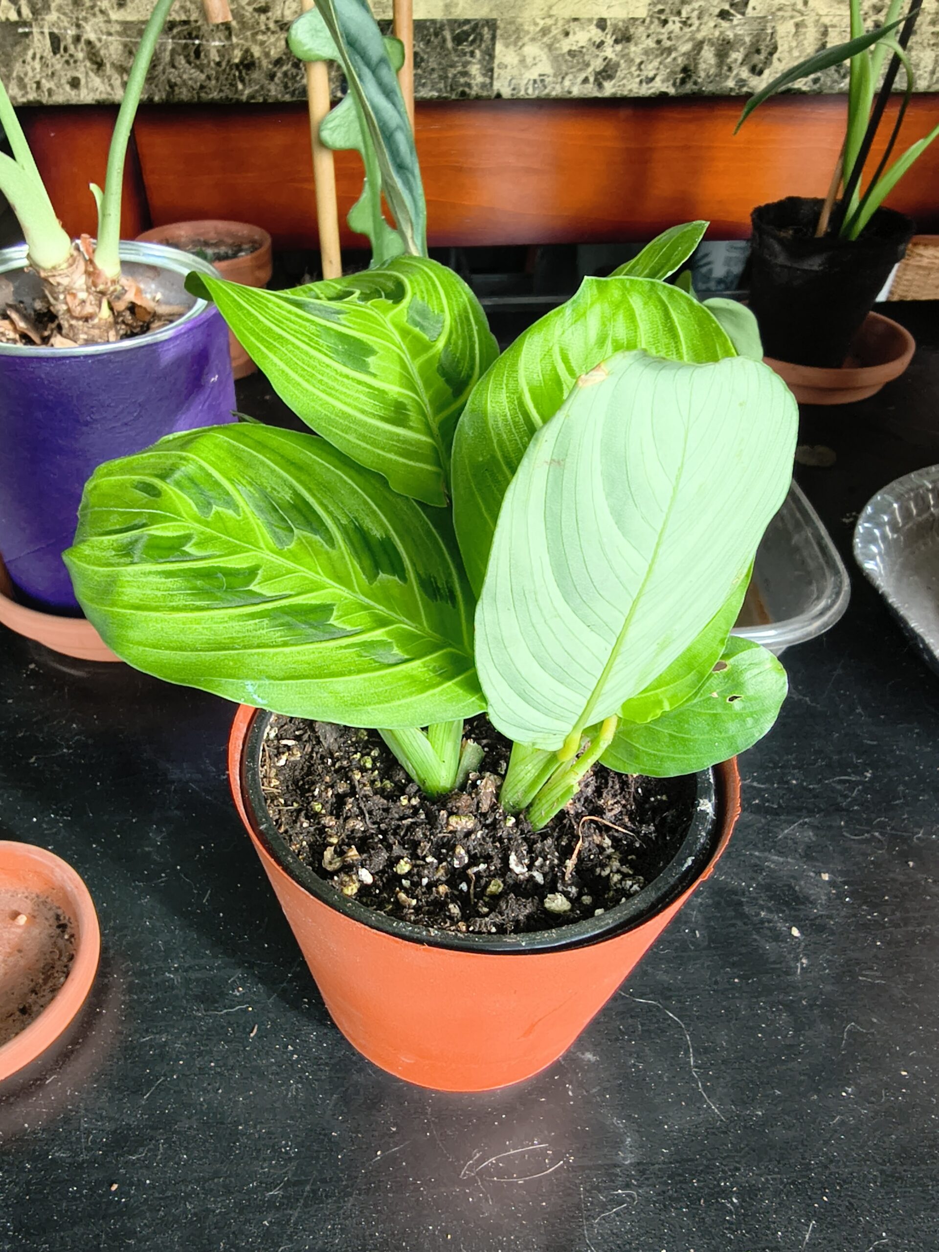 Maranta Leuconeura, Maranta Lemon Lime